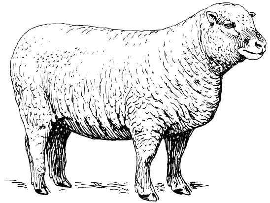 horse
